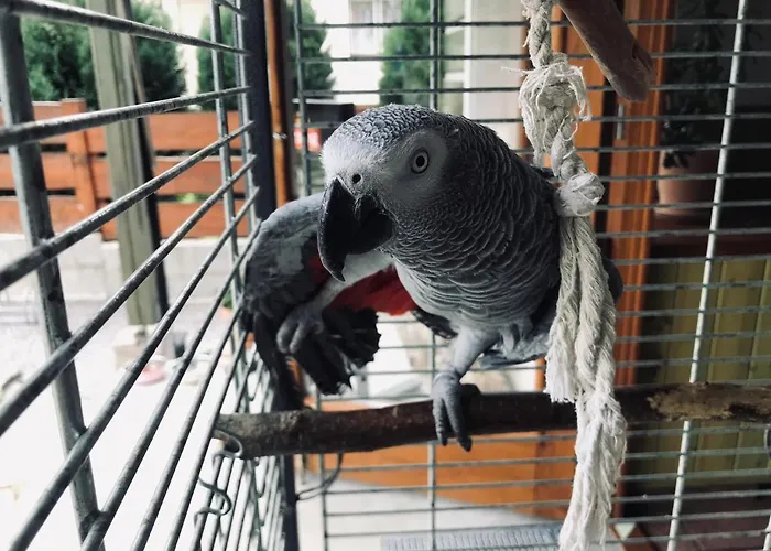 Voda Cz Homestay szállás Baška